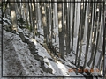 2011-03-08 08-10-03-黑森林踏雪行.JPG